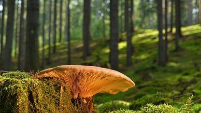 游戏编程竟是诺奖级科学家的人生起点!计算机科学的巅峰时代真的来了